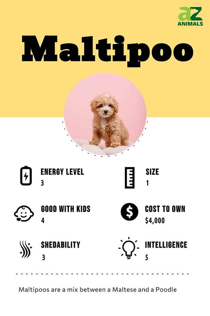 Maltipoo intelligence store