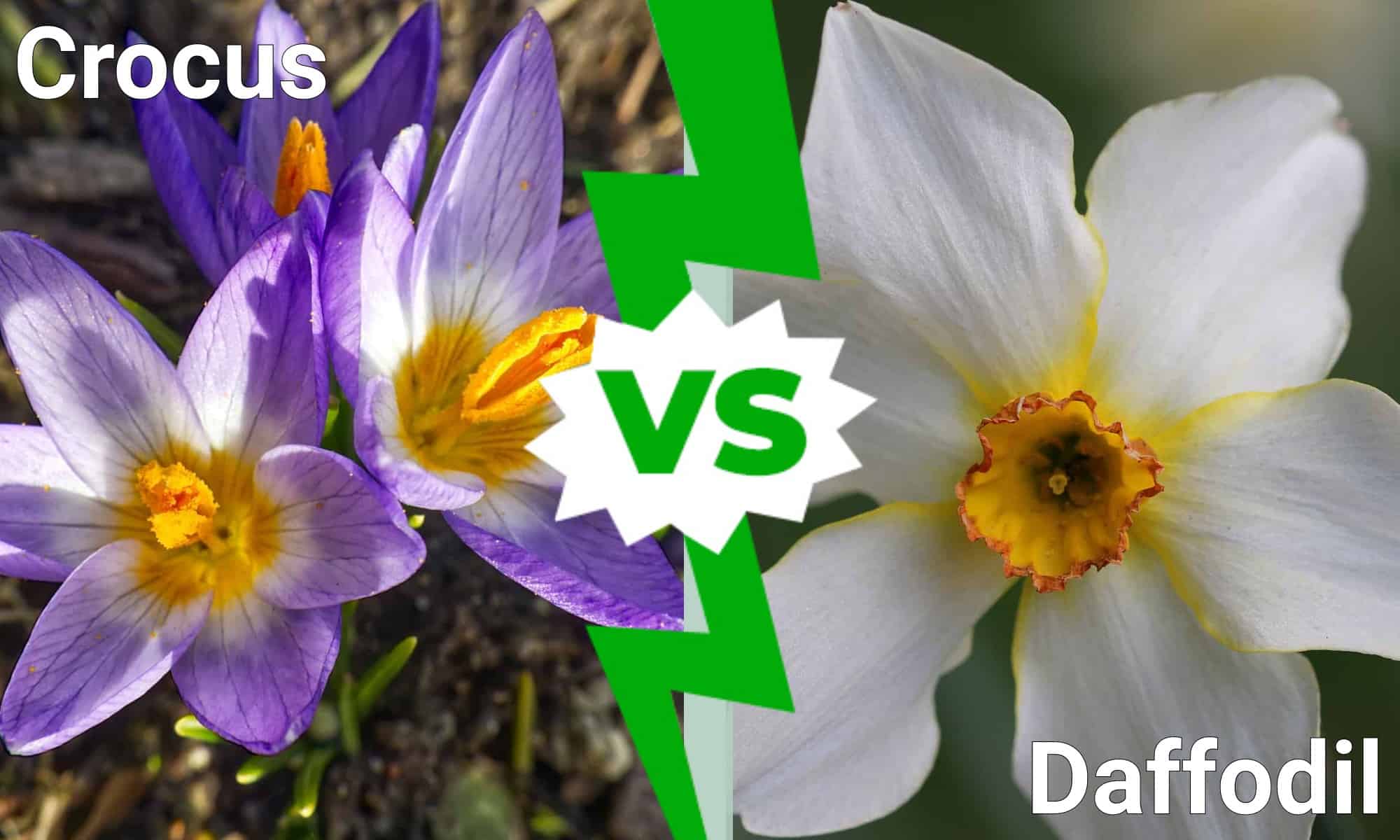 Image of Crocus and daffodils