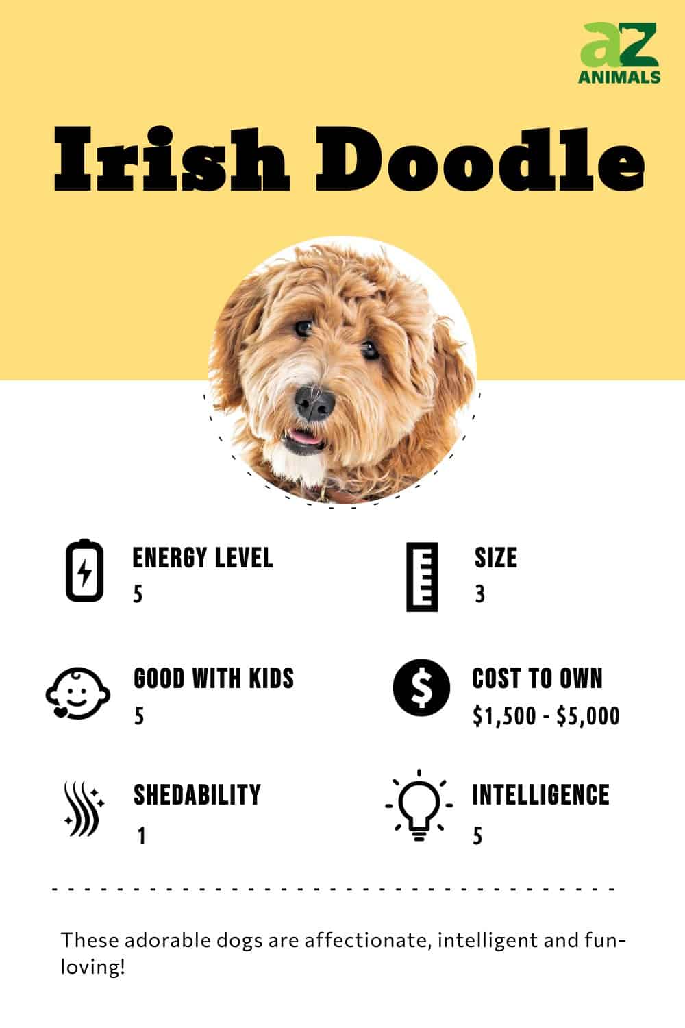 Irish goldendoodles best sale