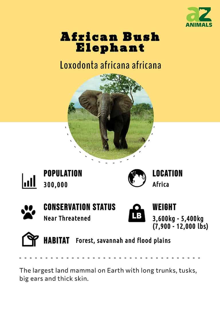 African Bush Elephant Animal Facts - Loxodonta africana - A-Z Animals
