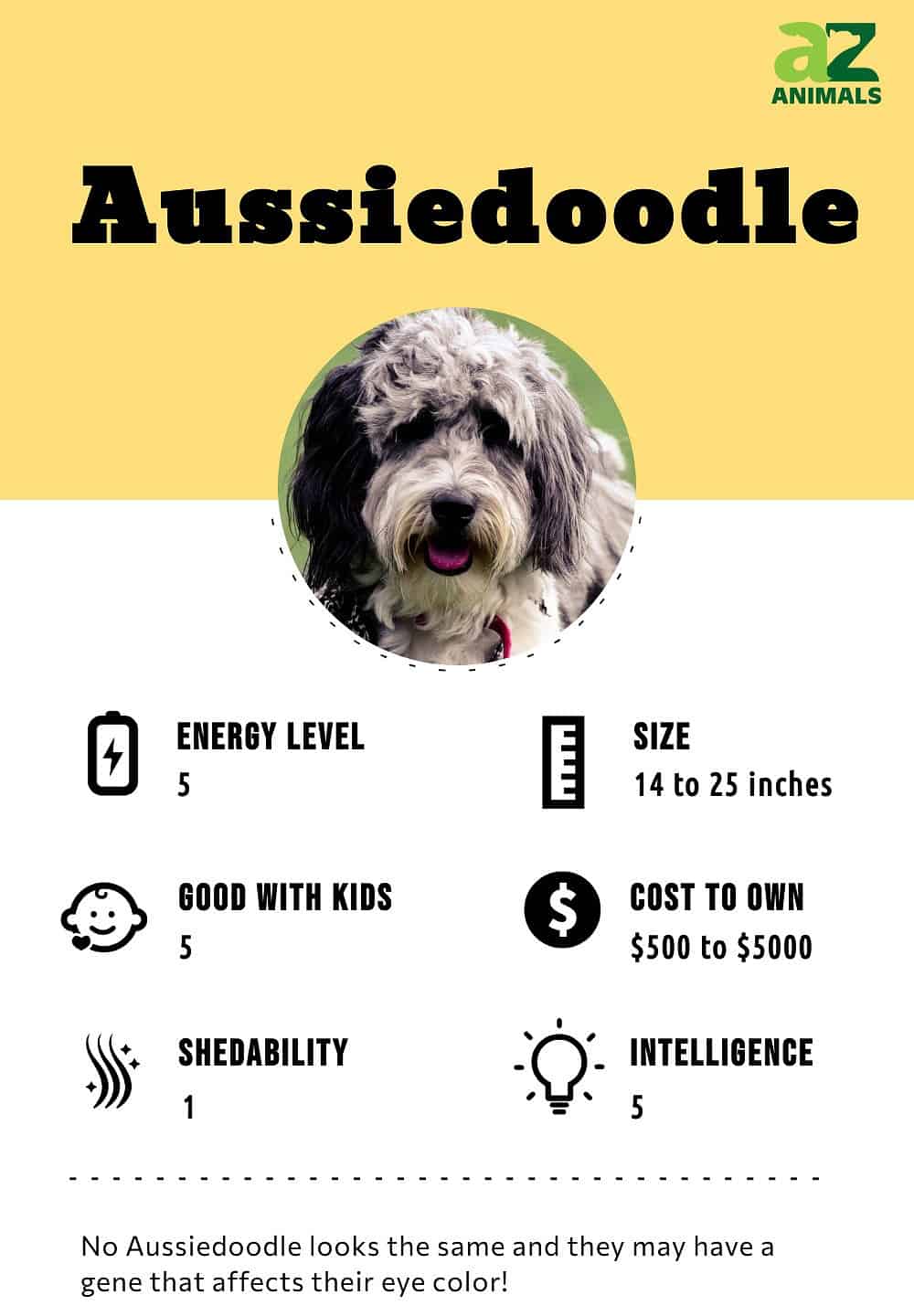 Full-Grown Aussiedoodles: A Look at Toy, Mini, and Standard