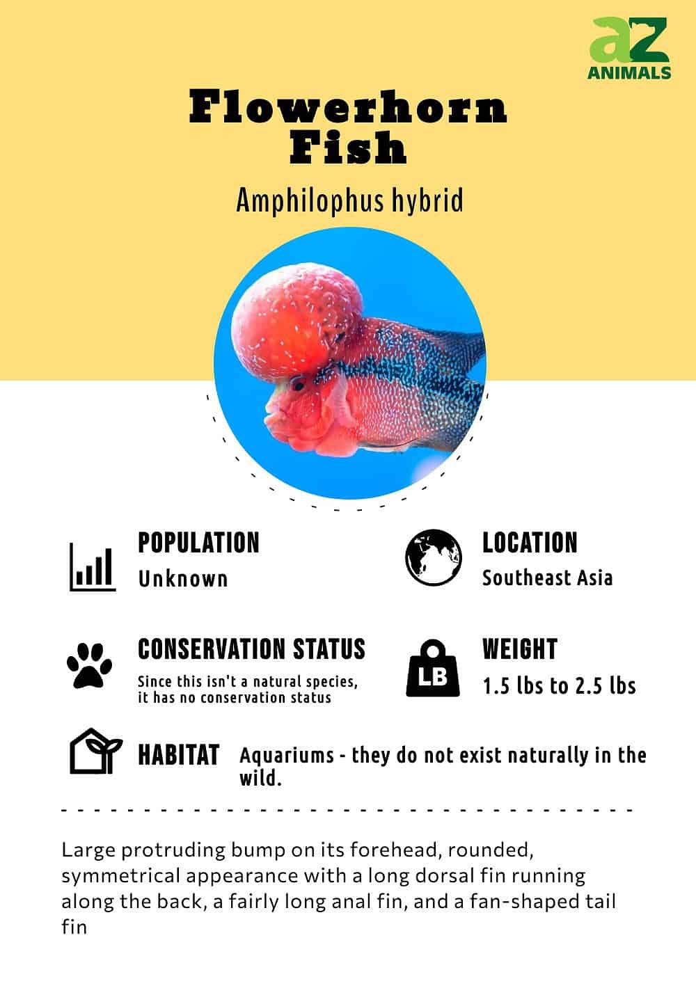 types of flowerhorn fish