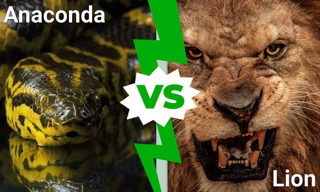Anaconda vs Lion