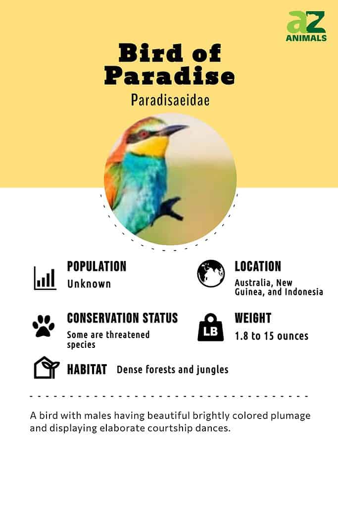 Birds of Paradise infographic
