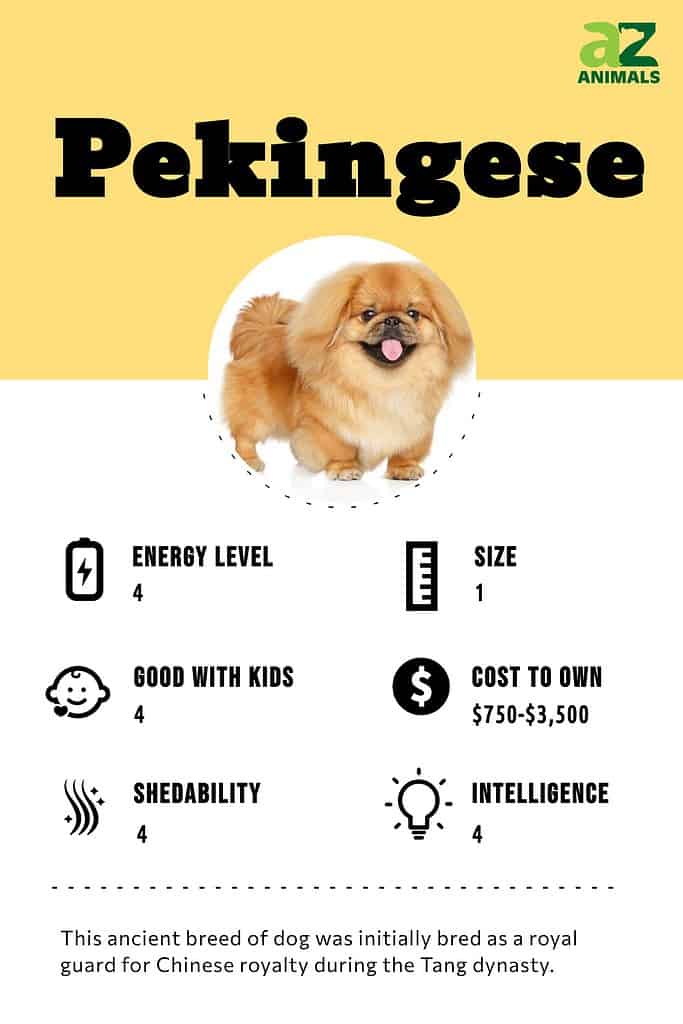 Big pekingese best sale