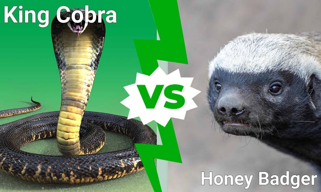 King Cobra vs Honey Badger