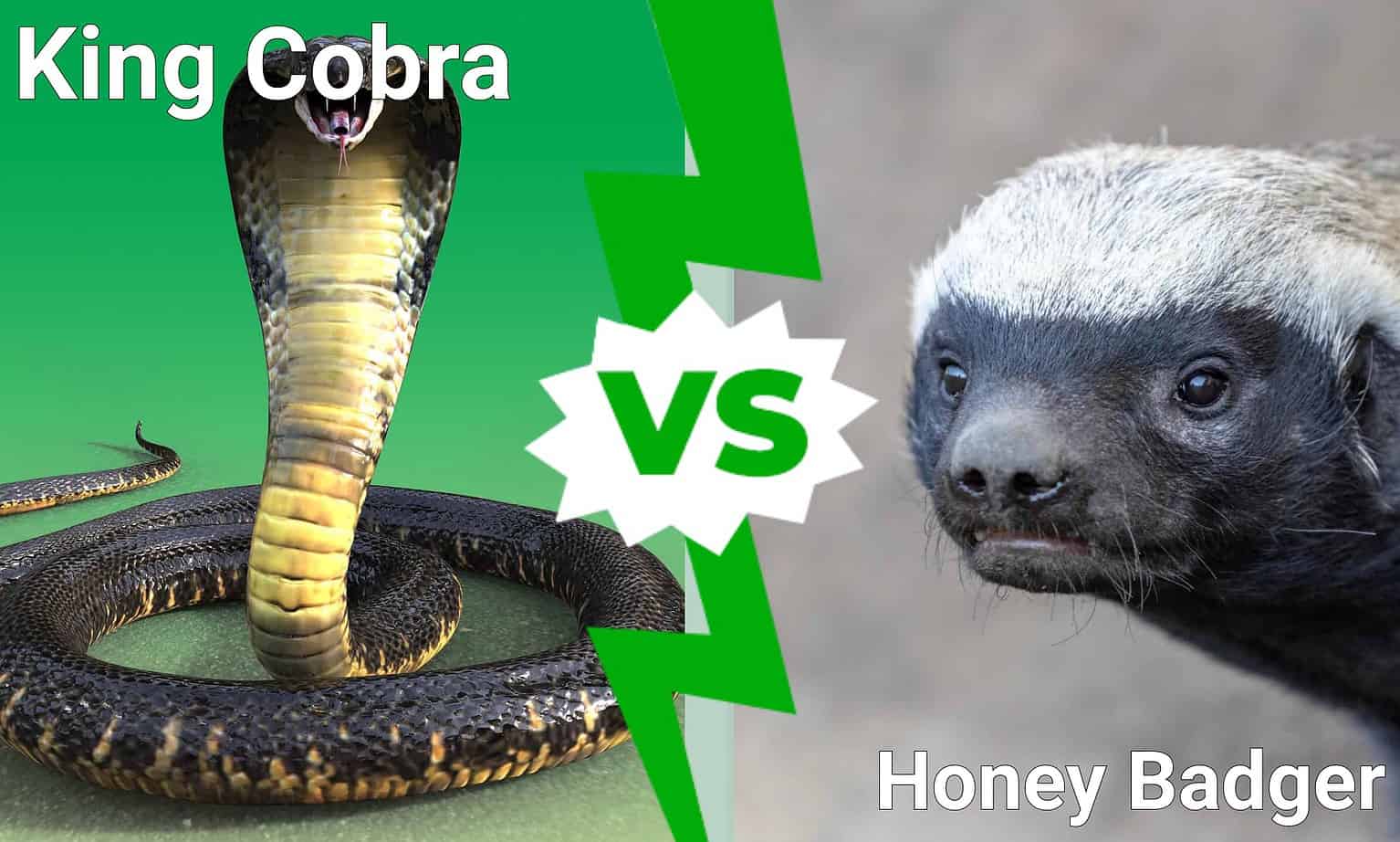 King Cobra Vs. Honey Badger Which Fearless Predator Wins A Fight? A