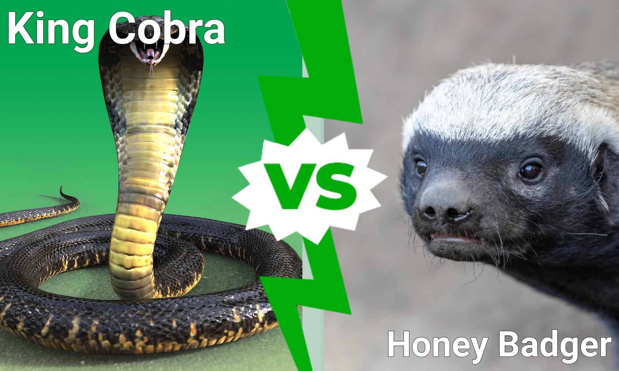 King Cobra Vs Honey Badger Which Fearless Predator Wins A Fight A 