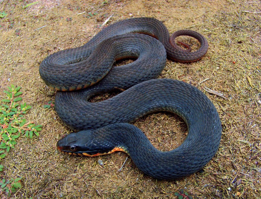 brown water snake belly