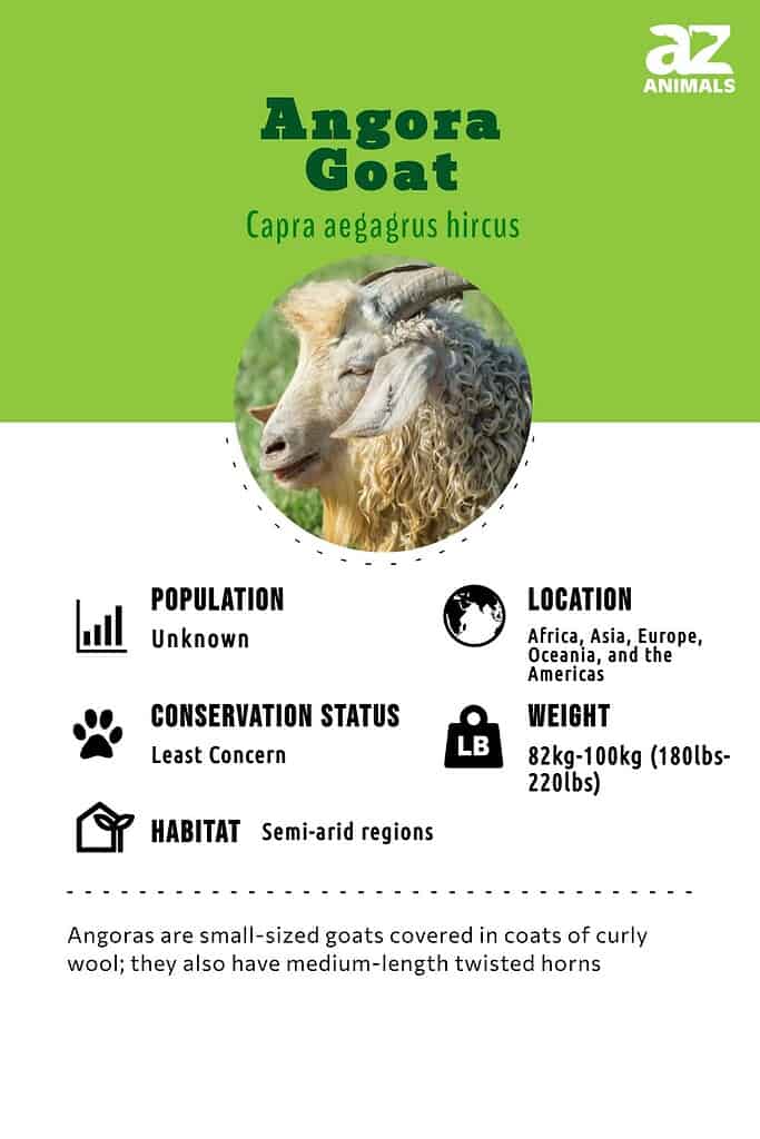 Some Interesting Facts about Angora Wool