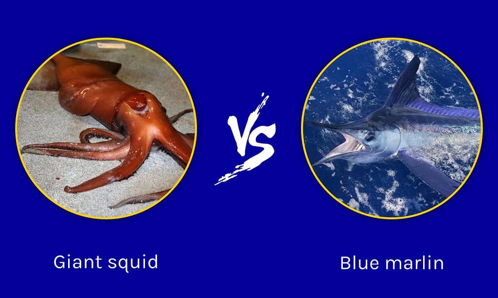Giant squid vs Blue marlin