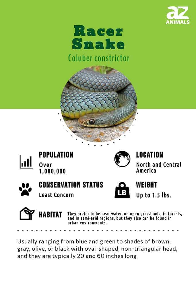 Wow forhøjet patrulje Racer Snake Animal Facts | Coluber constrictor - AZ Animals