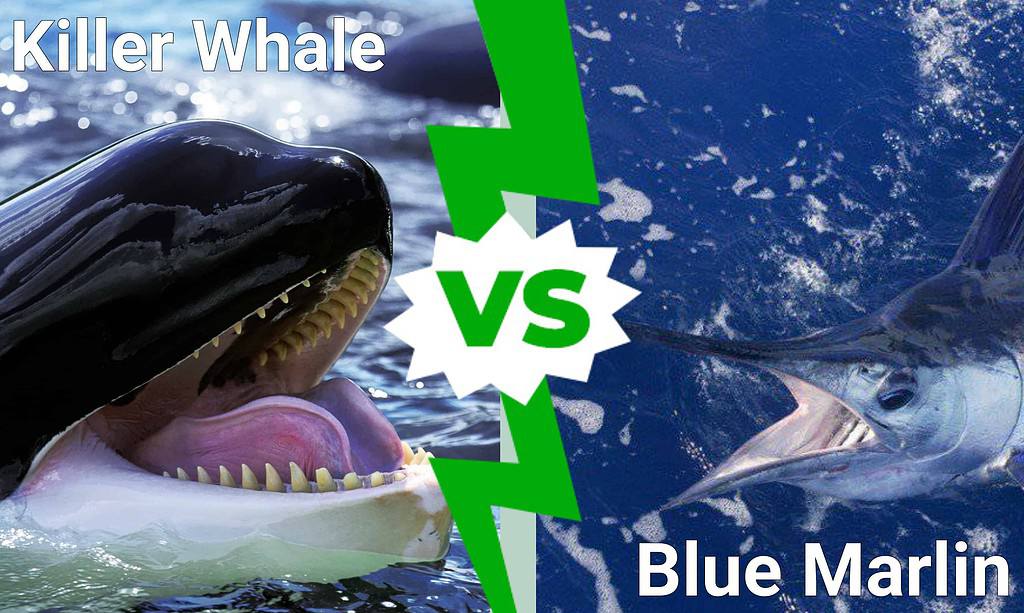 Killer Whale vs Blue Marlin