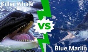 Epic Deep Sea Battles: A Killer Whale Pod vs. a School of Blue Marlin Picture
