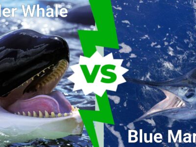 A Discover Who Emerges Victorious in a Killer Whale vs. Blue Marlin Battle