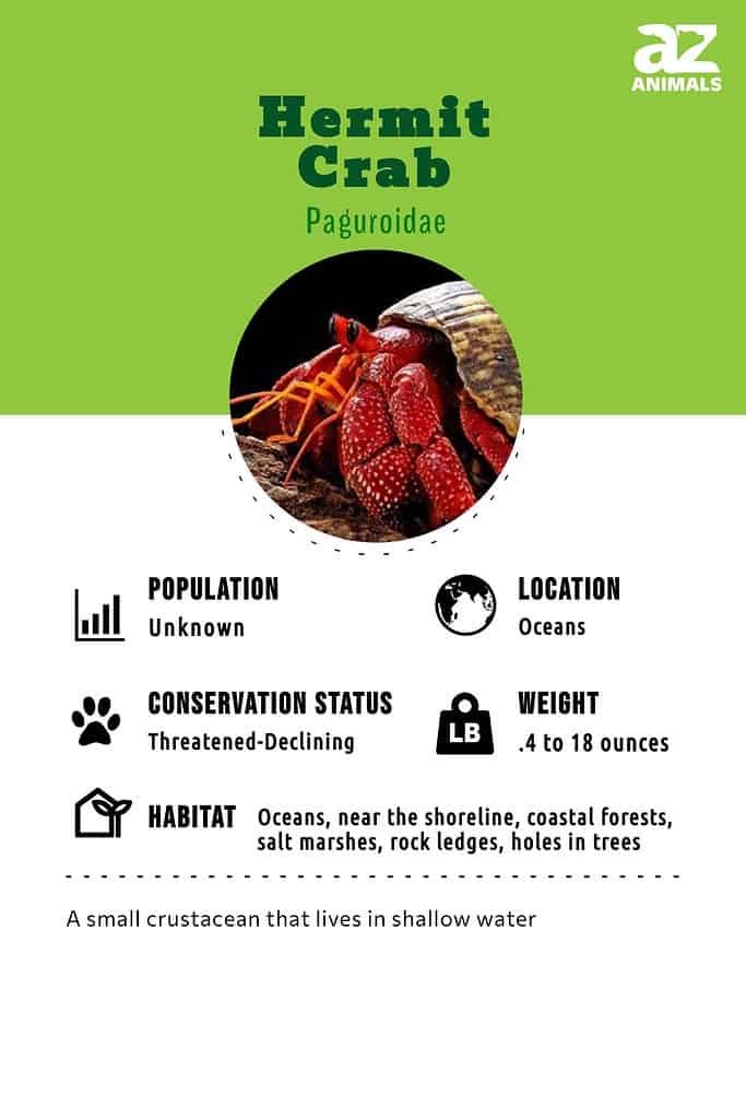 Hermit crab infographic