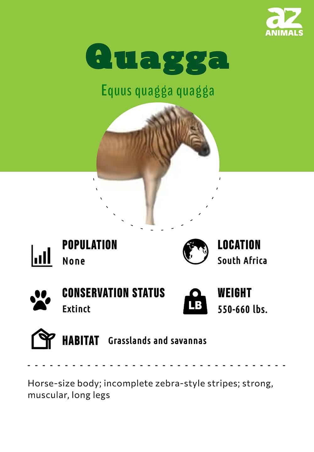 Quagga Animal Facts  †Equus quagga quagga - A-Z Animals