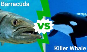 World’s Largest Barracuda vs. Killer Whale: Who Would Win in a Fight? Picture
