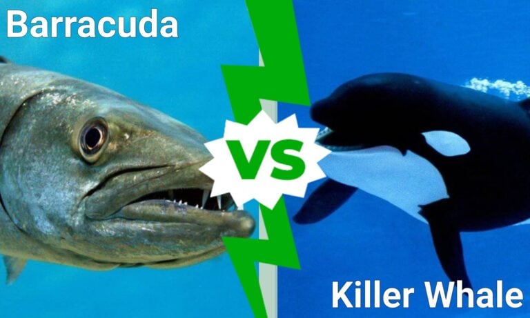 Barracuda vs Killer Whale