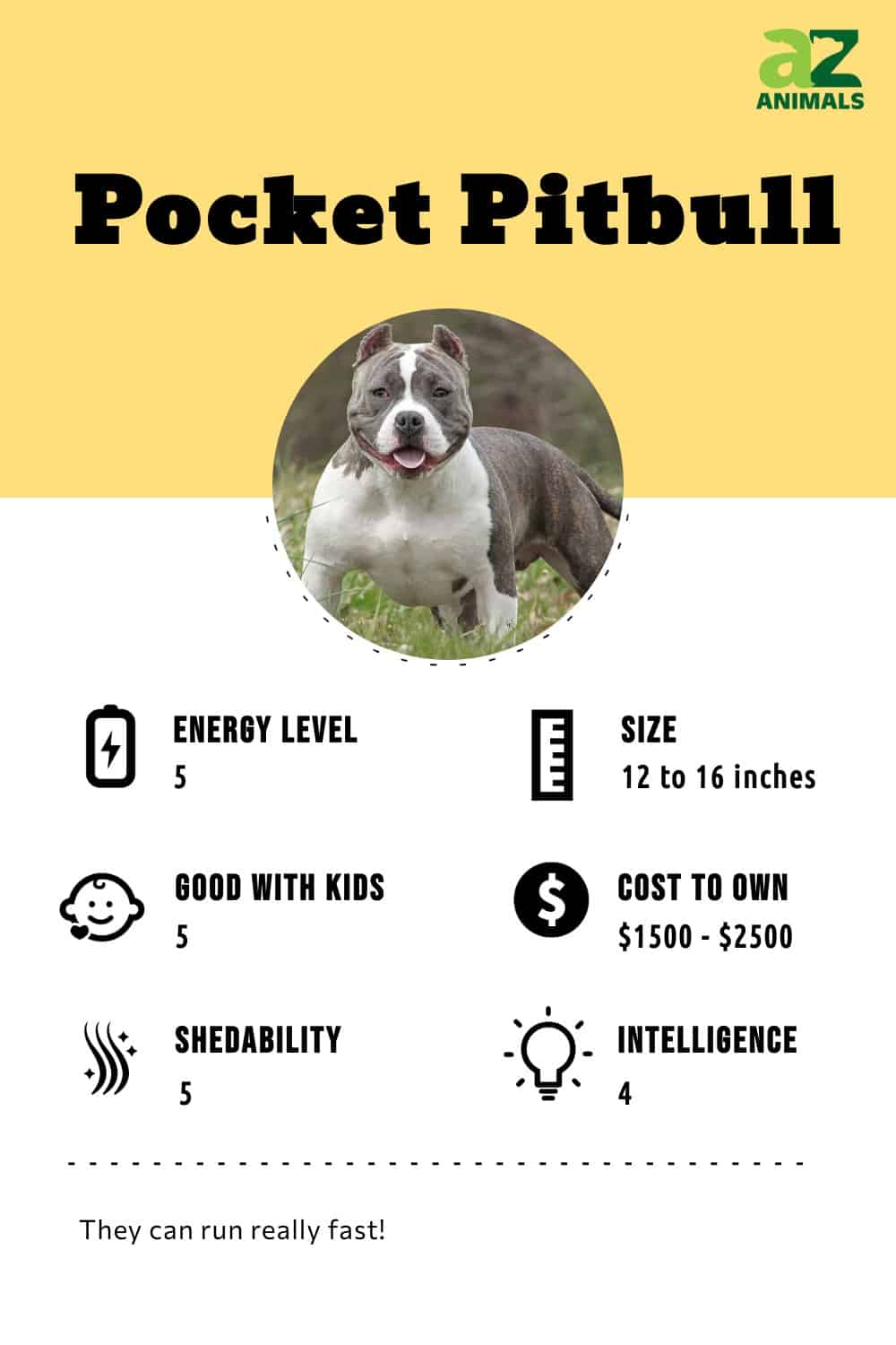 Pocket Pitbull Dog Breed Complete Guide