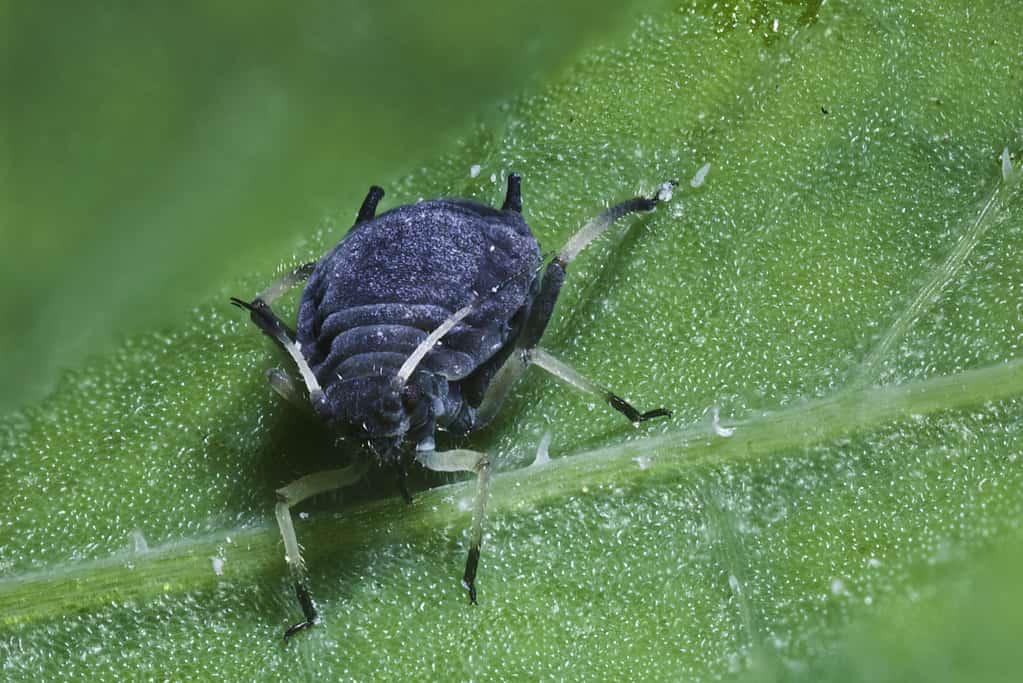 Black bean aphid (Aphis febae)