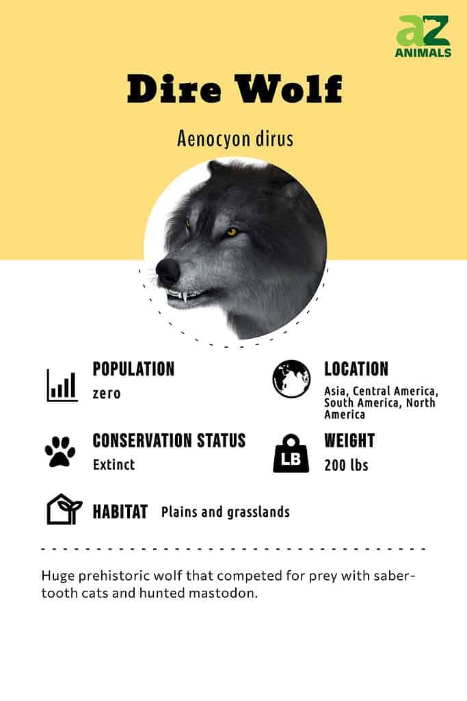 dire wolf size compared to lion