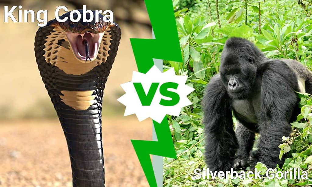 King Cobra vs Silverback Gorilla