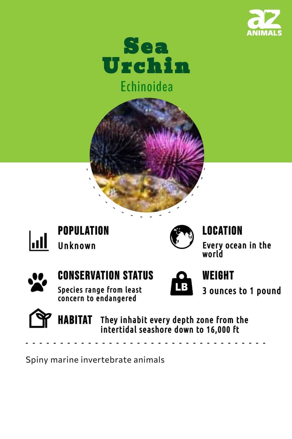 Sea Urchin Infographic