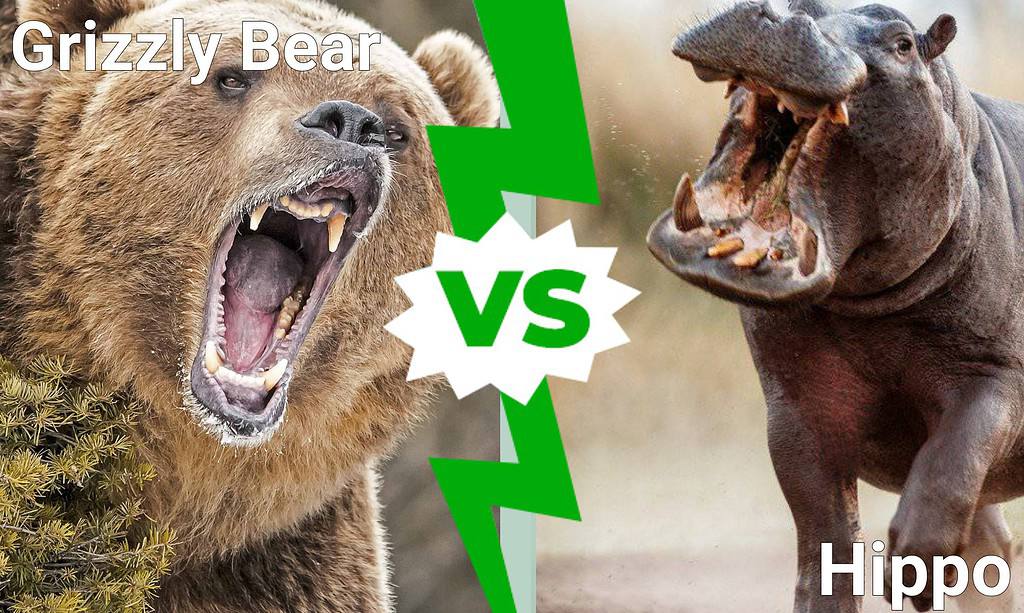 Grizzly Bear vs Hippo