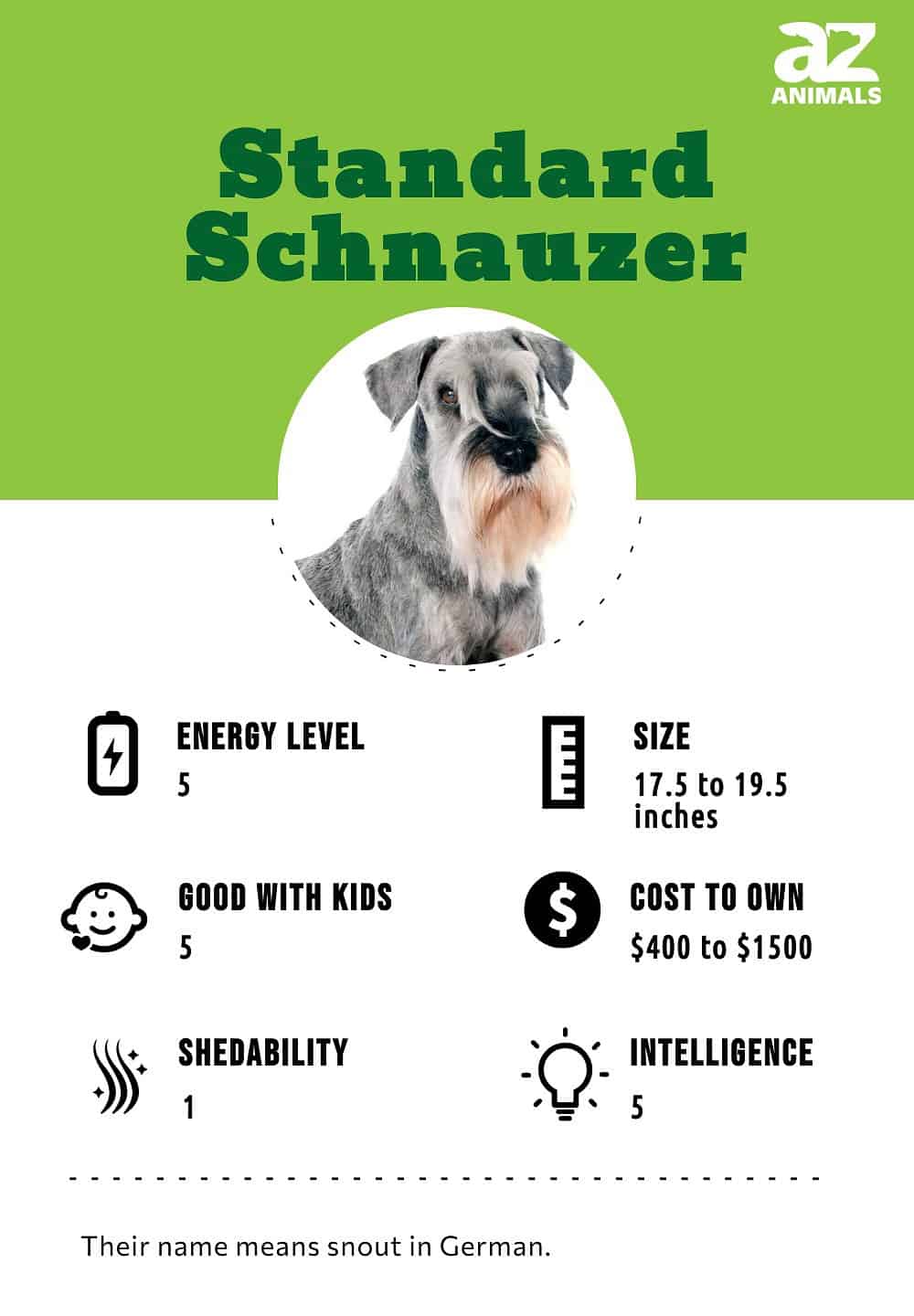 Best dog food outlet for standard schnauzers