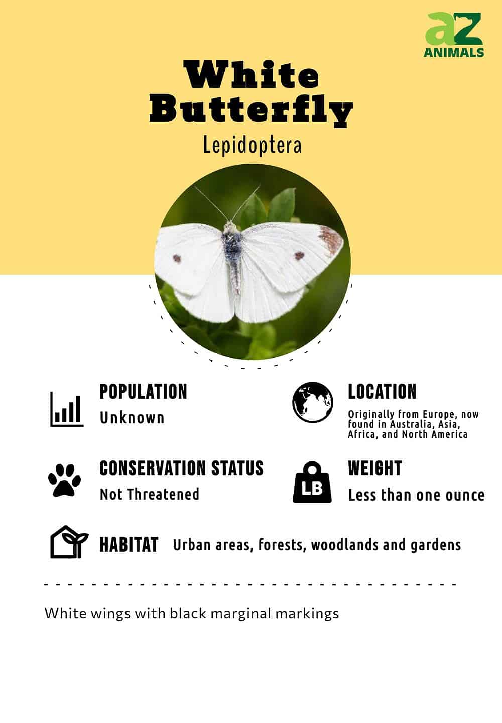 White Butterfly Insect Facts