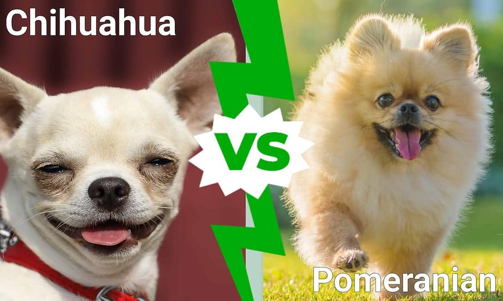 Chihuahua vs. Pomeranian
