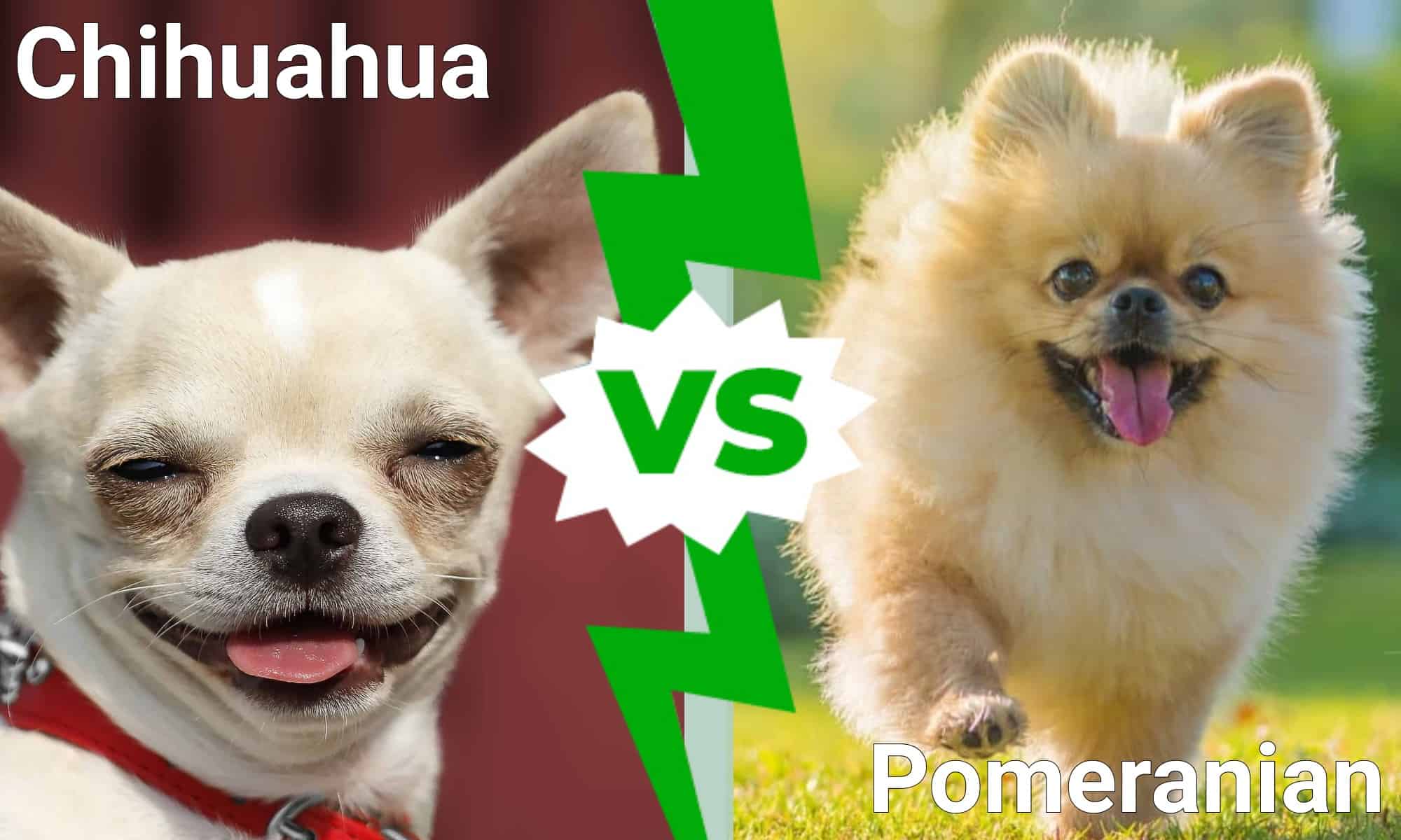 Chihuahua vs. Pomeranian