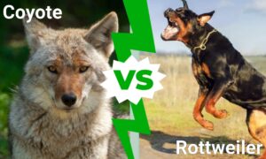 Rottweiler vs. Coyote: Which Canine Warrior Would Win a Fight? Picture