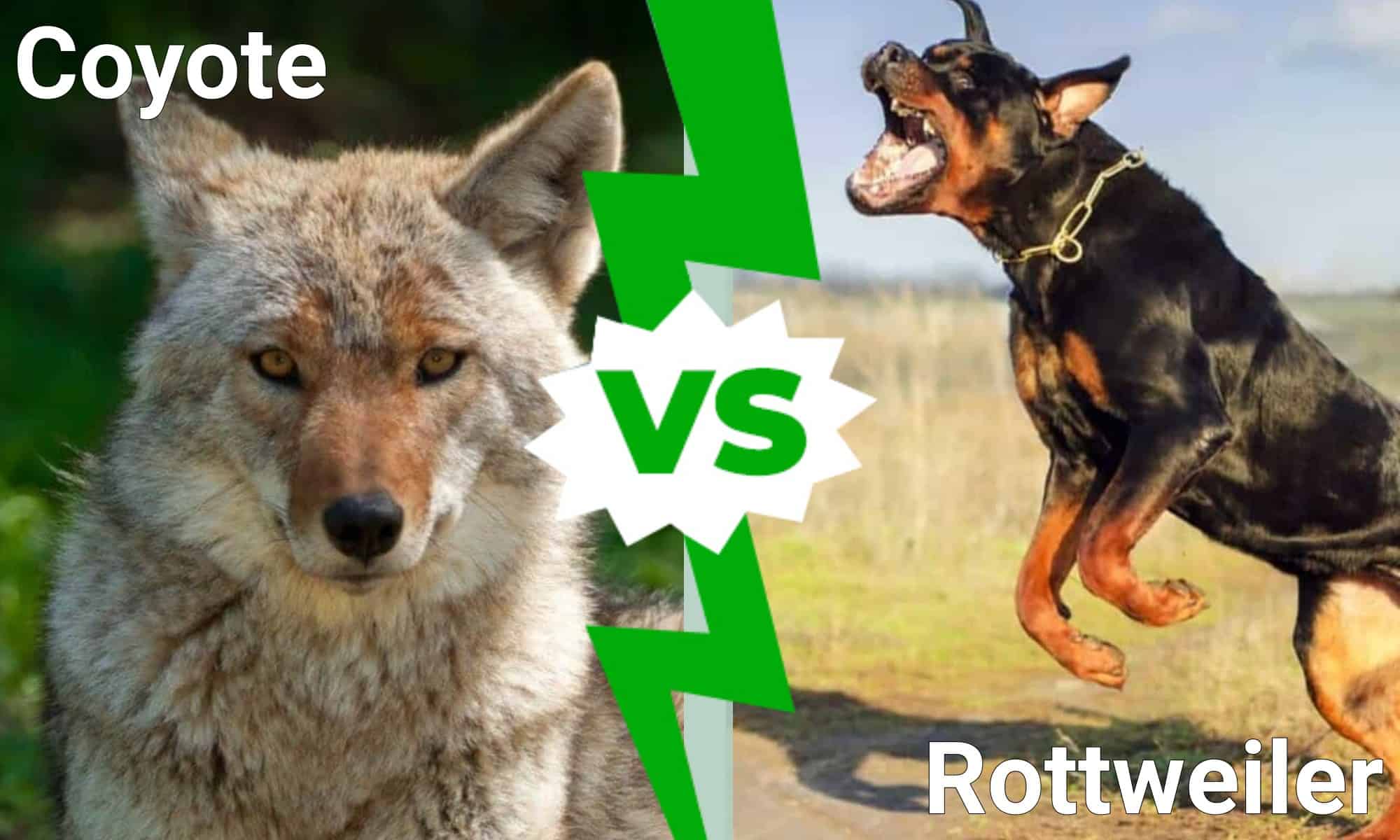 what animals can a rottweiler kill? 2