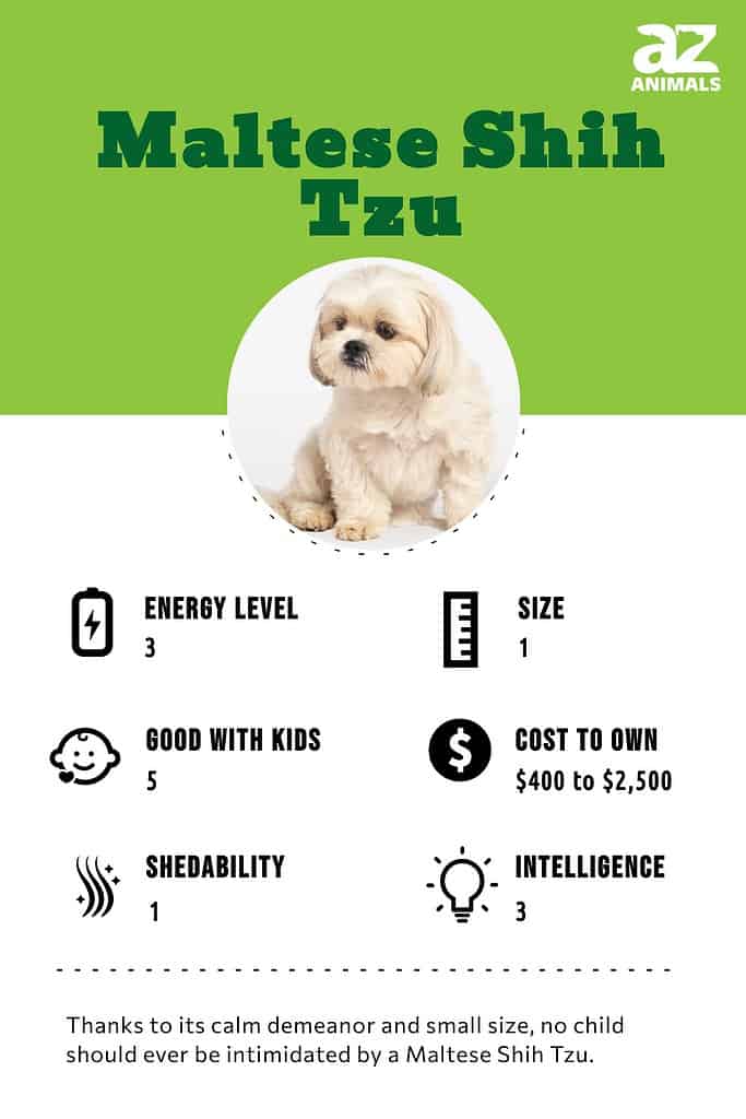 The Shih Tzu: Lifespan, temperament, price, origins