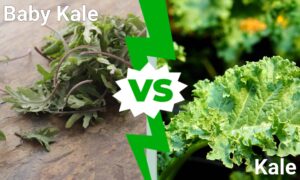 Baby Kale vs. Kale: 6 Key Differences Picture