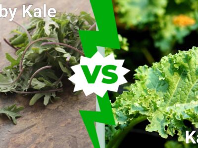 A Baby Kale vs. Kale: 6 Key Differences