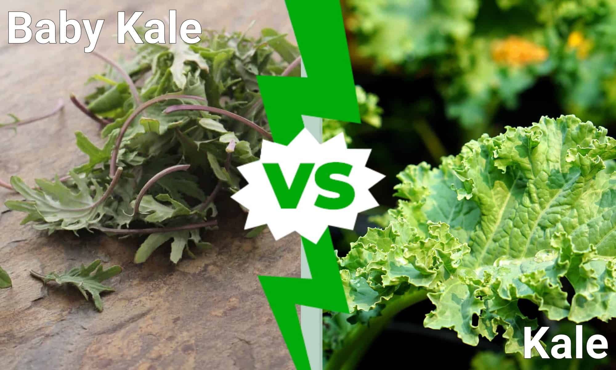 Baby Kale vs Kale