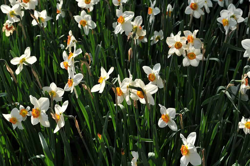 Small-Cupped daffodils (Narcissus) Aflame