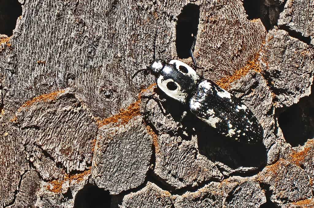 Southwestern Eyed Click Beetle - Types of Black Beetles