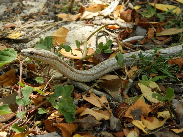 Antiguan Racer Snake