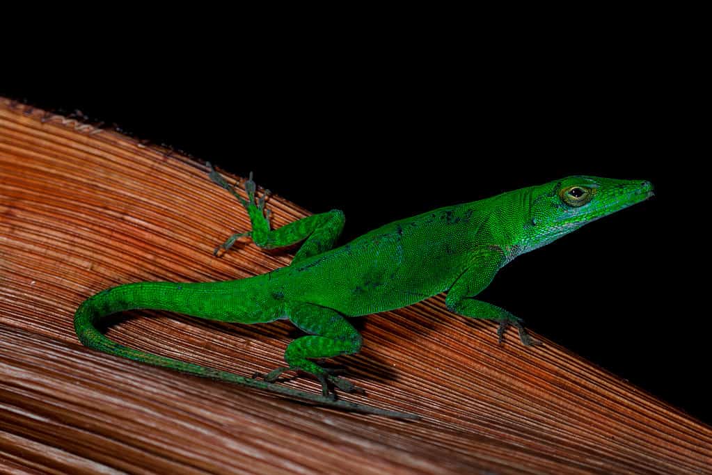 Hispaniolan green anole