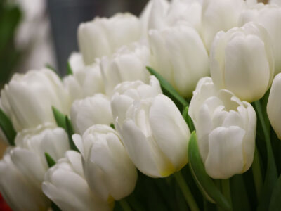 A White Tulip: Meaning, Symbolism, and Proper Occasions