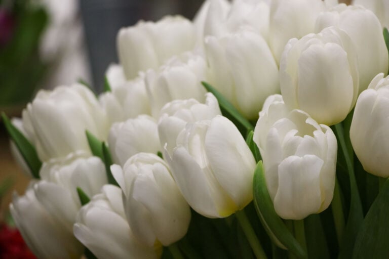 Antarctica Tulip