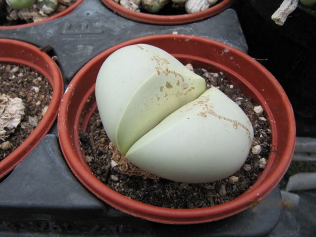 Argyroderma testiculare is a rare split rock succulent