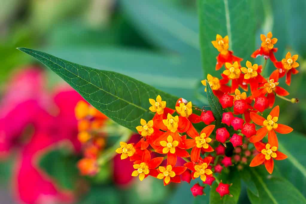 Asclepias curassavica