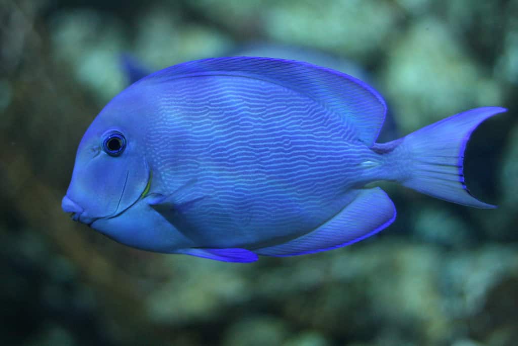 Atlantic blue tang surgeonfish (Acanthurus coeruleus).
