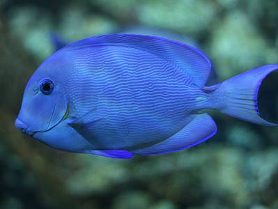 A Blue Tang