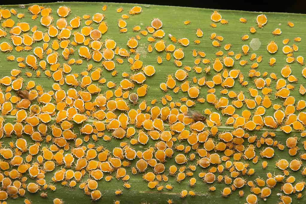 Bamboo aphids